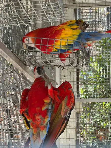 Een Kleurrijke Macaw Vogel — Stockfoto