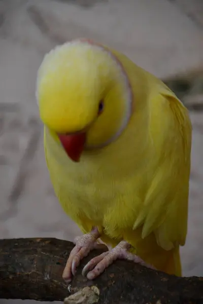 Pájaro Perico Colorido —  Fotos de Stock