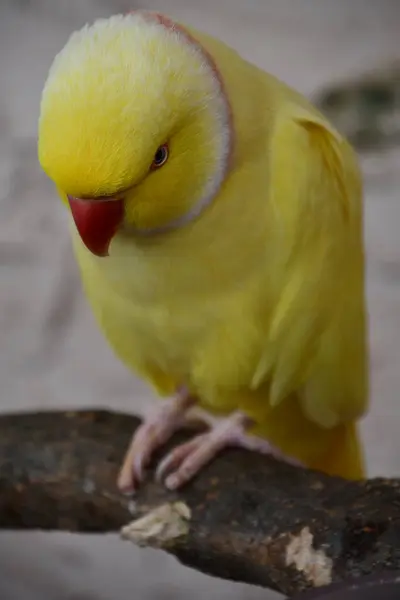 Barevný Papoušek — Stock fotografie