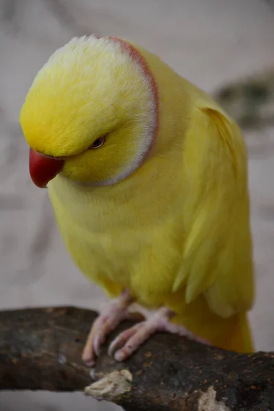 Färgglad Papegoja Fågel — Stockfoto
