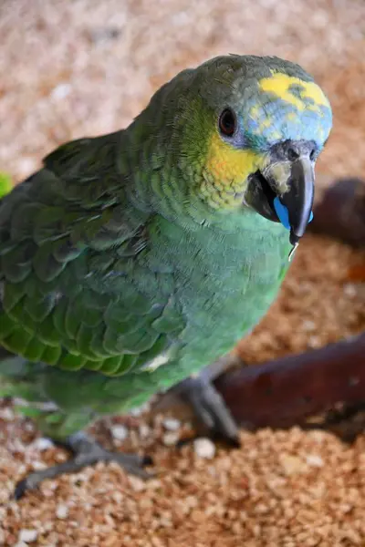 色彩艳丽的鹦鹉鸟 — 图库照片