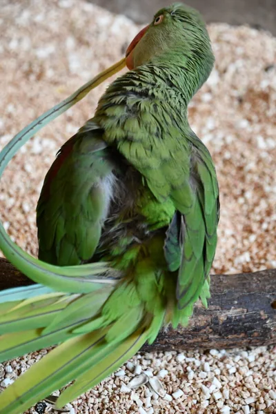 A Bright Colored Parrot Bird