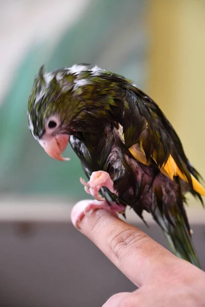 Een Heldere Gekleurde Papegaai Vogel — Stockfoto