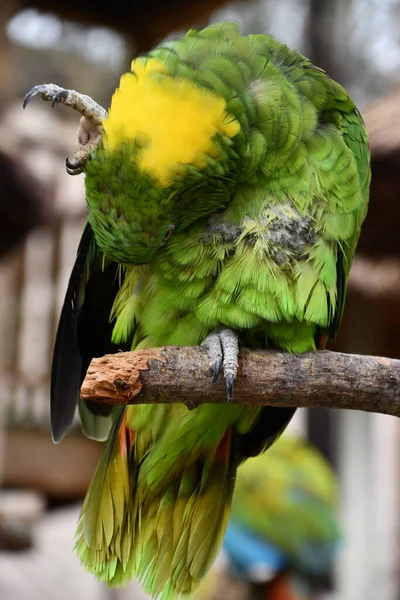 Pássaro Papagaio Cor Brilhante — Fotografia de Stock