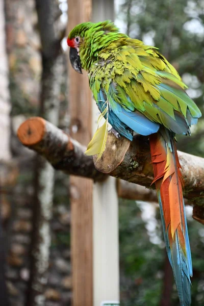 A Bright Colored Parrot Bird