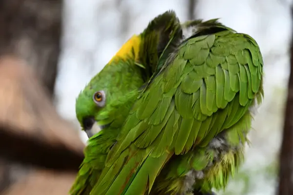 Яскравий Кольоровий Папуга Птах — стокове фото