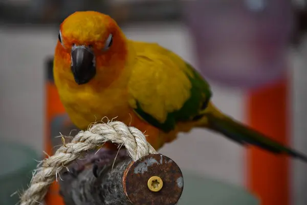 Een Heldere Gekleurde Papegaai Vogel — Stockfoto