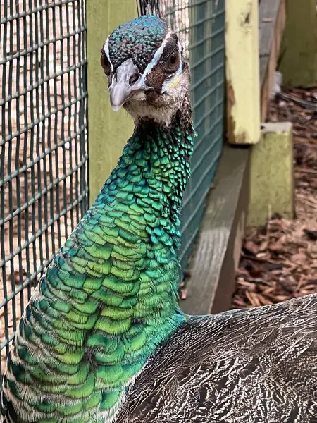 Peacock Farm — Stockfoto