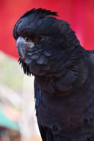 Ein Rotschwänziger Schwarzer Kakadu — Stockfoto