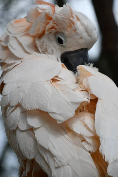 Ein Lachskopfkakaduvogel — Stockfoto