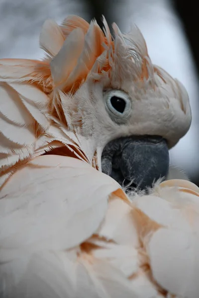一种鲑鱼角鹦鹉鸟 — 图库照片