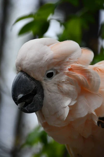 Salmone Cockatoo Crested Bird — Foto Stock