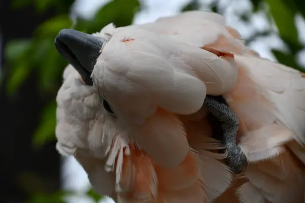 Kakadu Łososiowatego — Zdjęcie stockowe