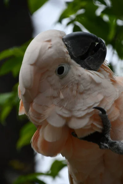 Een Zalm Kuifkaketoe Vogel — Stockfoto