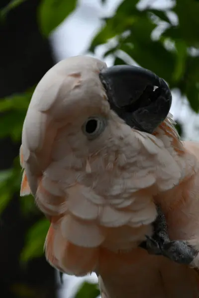 Kakadu Łososiowatego — Zdjęcie stockowe
