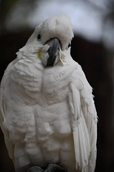 Ein Weißer Kakadu — Stockfoto