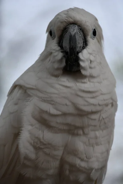 Белая Какаду — стоковое фото