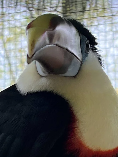 Ein Weißkehliger Tukan Vogel — Stockfoto