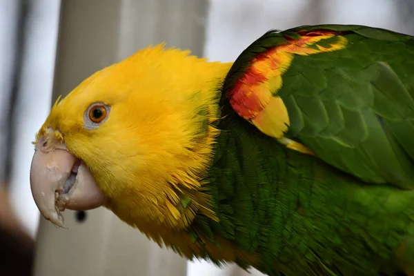 Ένας Κίτρινος Παπαγάλος Του Αμαζονίου — Φωτογραφία Αρχείου