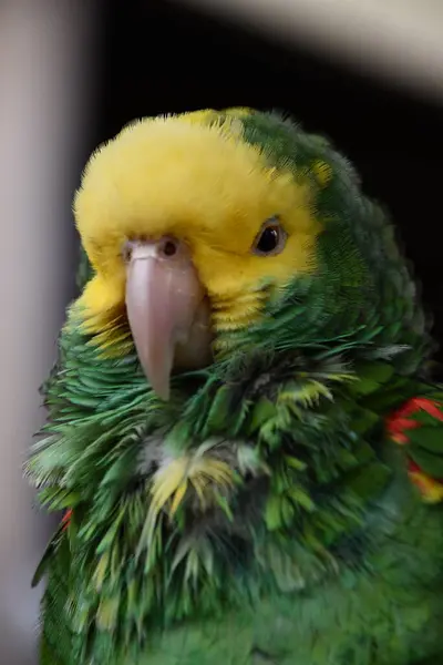 Желтоголовый Амазонский Попугай — стоковое фото