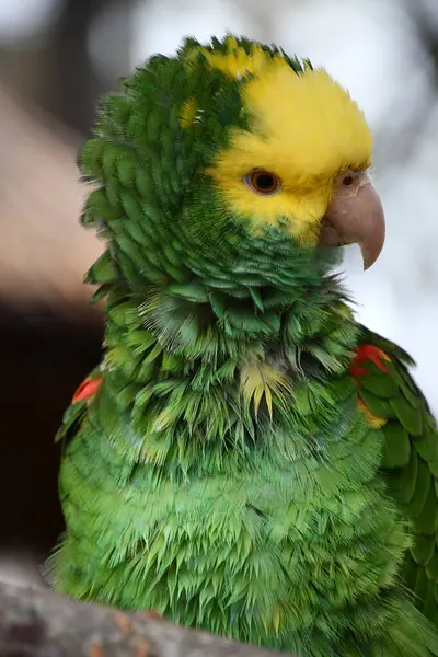 Papagaio Cabeça Amarela — Fotografia de Stock