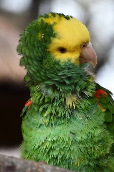 Жовтий Папуга Амазонки — стокове фото