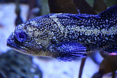 Akvaryumdaki Çin Kaya Balığı