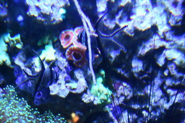 Akvaryumdaki balıklar