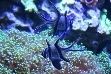 Akvaryumdaki balıklar