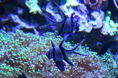 Akvaryumdaki balıklar