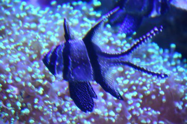 Akvaryumdaki balıklar