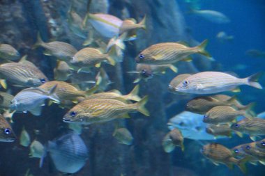 Akvaryumdaki balıklar