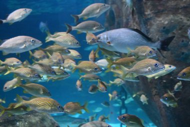 Akvaryumdaki balıklar