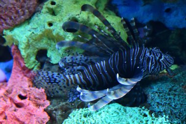 Akvaryumdaki aslan balığı.