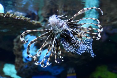 Akvaryumdaki aslan balığı.