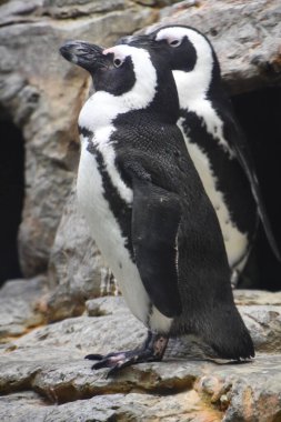 Penguen bir akvaryum