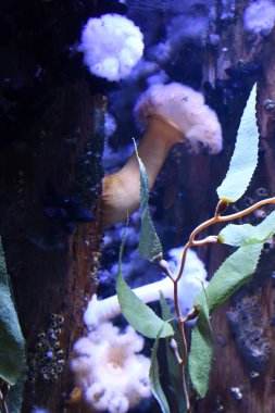 Akvaryumdaki Plumnose Akvaryumları