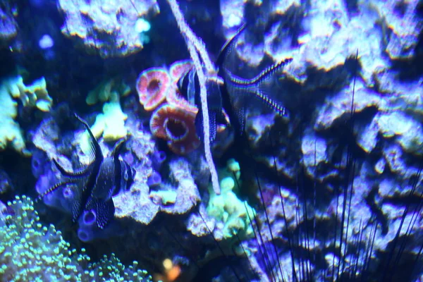 Akvaryumdaki balıklar