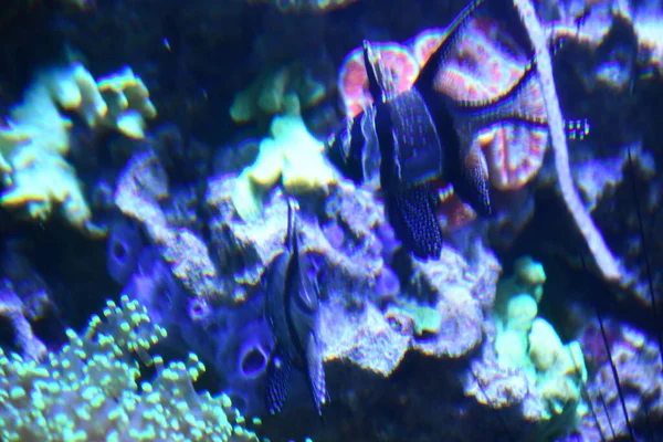 Akvaryumdaki balıklar