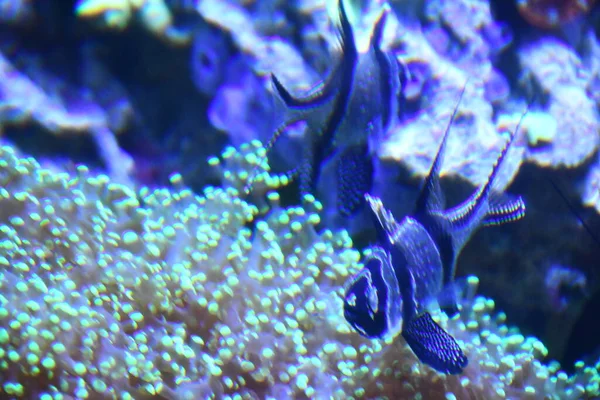 Akvaryumdaki balıklar