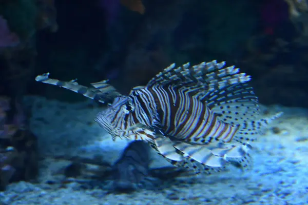 stock image Lionfish in an Aquarium