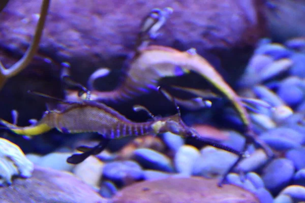 Sea Dragons in Water in an Aquarium