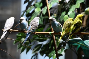 Renkli Küçük Muhabbet Kuşları