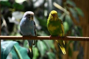 Renkli Küçük Muhabbet Kuşları