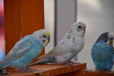 Renkli Küçük Muhabbet Kuşları