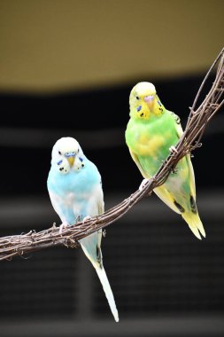 Renkli Küçük Muhabbet Kuşları