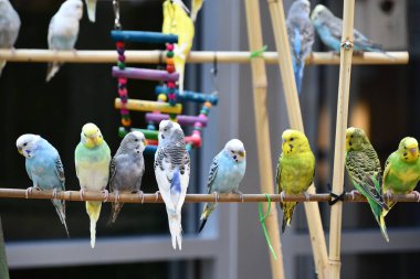 Renkli Küçük Muhabbet Kuşları