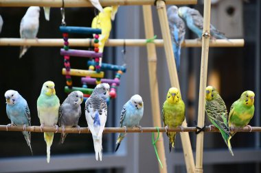 Renkli Küçük Muhabbet Kuşları