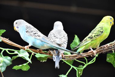 Renkli Küçük Muhabbet Kuşları