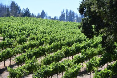 CALISTOGA CA - 11 Ağustos 2023 'te Calistoga, Kaliforniya' daki Napa Vadisi 'nde Castello di Amorosa Şaraphanesi ve Vineyard.